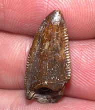 Load image into Gallery viewer, Rare Large Majungasaurus Fossil Premax Tooth Giant Abelisaur .78 Inches!
