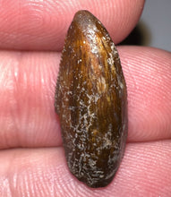 Load image into Gallery viewer, Rare Large Majungasaurus Fossil Premax Tooth Giant Abelisaur .78 Inches!

