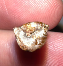 Load image into Gallery viewer, Rare Large Majungasaurus Fossil Premax Tooth Giant Abelisaur .78 Inches!
