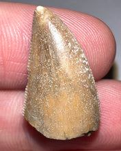 Load image into Gallery viewer, Rare Majungasaurus Fossil Tooth Giant Abelisaur .88 Inches!
