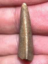 Load image into Gallery viewer, Rare Majungasaurus Fossil Tooth Giant Abelisaur .88 Inches!
