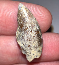 Load image into Gallery viewer, Rare Large Majungasaurus Fossil Tooth Giant Abelisaur .95 Inches!
