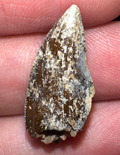 Load image into Gallery viewer, Rare Large Majungasaurus Fossil Tooth Giant Abelisaur .95 Inches!
