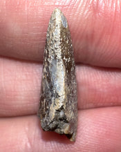 Load image into Gallery viewer, Rare Large Majungasaurus Fossil Tooth Giant Abelisaur .95 Inches!
