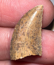 Load image into Gallery viewer, Rare Large Majungasaurus Fossil Tooth Giant Abelisaur .9 Inches!
