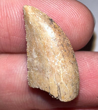 Load image into Gallery viewer, Rare Large Majungasaurus Fossil Tooth Giant Abelisaur .9 Inches!
