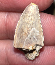 Load image into Gallery viewer, Rare Large Majungasaurus Fossil Premax Tooth Giant Abelisaur .89 Inches!
