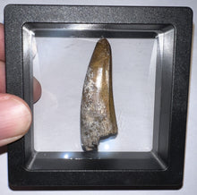 Load image into Gallery viewer, Large Supercroc Tooth Sarcosuchus Imperator 1.85 Inches!
