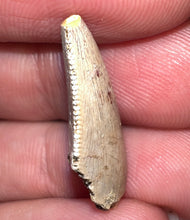 Load image into Gallery viewer, Rare Large Majungasaurus Fossil Premax Tooth Giant Abelisaur .89 Inches!
