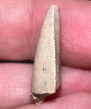 Load image into Gallery viewer, Rare Large Majungasaurus Fossil Premax Tooth Giant Abelisaur .89 Inches!
