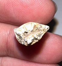 Load image into Gallery viewer, Rare Large Majungasaurus Fossil Premax Tooth Giant Abelisaur .89 Inches!
