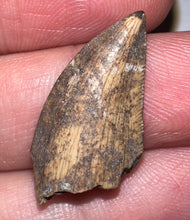 Load image into Gallery viewer, Rare Large Majungasaurus Fossil Tooth Giant Abelisaur .98 Inches!
