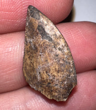 Load image into Gallery viewer, Rare Large Majungasaurus Fossil Tooth Giant Abelisaur .98 Inches!

