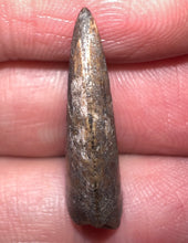 Load image into Gallery viewer, Rare Large Majungasaurus Fossil Tooth Giant Abelisaur .98 Inches!
