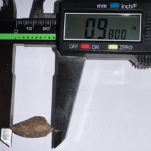 Load image into Gallery viewer, Rare Large Majungasaurus Fossil Tooth Giant Abelisaur .98 Inches!
