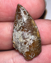 Load image into Gallery viewer, Rare Large Majungasaurus Fossil Tooth Giant Abelisaur .94 Inches!
