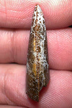 Load image into Gallery viewer, Rare Large Majungasaurus Fossil Tooth Giant Abelisaur .94 Inches!
