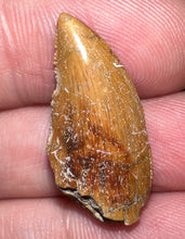 Load image into Gallery viewer, Rare Large Majungasaurus Fossil Tooth Giant Abelisaur .98 Inches!
