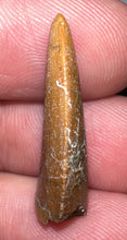 Load image into Gallery viewer, Rare Large Majungasaurus Fossil Tooth Giant Abelisaur .98 Inches!
