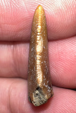 Load image into Gallery viewer, Rare Large Majungasaurus Fossil Tooth Giant Abelisaur .98 Inches!
