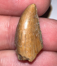 Load image into Gallery viewer, Rare Large Majungasaurus Fossil Premax Tooth Giant Abelisaur .81 Inches!
