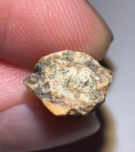 Load image into Gallery viewer, Rare Large Majungasaurus Fossil Premax Tooth Giant Abelisaur .81 Inches!
