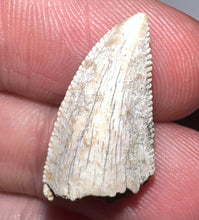 Load image into Gallery viewer, Rare Large Majungasaurus Fossil Premax Tooth Giant Abelisaur .83 Inches!

