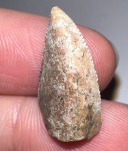 Load image into Gallery viewer, Rare Large Majungasaurus Fossil Premax Tooth Giant Abelisaur .83 Inches!
