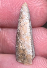 Load image into Gallery viewer, Rare Large Majungasaurus Fossil Premax Tooth Giant Abelisaur .83 Inches!
