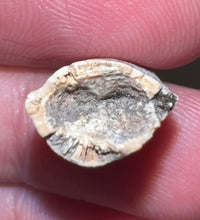 Load image into Gallery viewer, Rare Large Majungasaurus Fossil Premax Tooth Giant Abelisaur .83 Inches!
