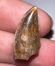 Load image into Gallery viewer, Gem Rare Large Majungasaurus Pathological Fossil Premax Tooth Giant Abelisaur .87 Inches!
