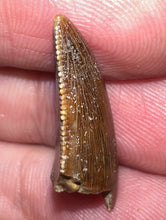 Load image into Gallery viewer, Gem Rare Large Majungasaurus Pathological Fossil Premax Tooth Giant Abelisaur .87 Inches!
