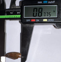 Load image into Gallery viewer, Gem Rare Large Majungasaurus Pathological Fossil Premax Tooth Giant Abelisaur .87 Inches!
