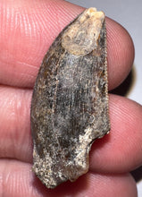 Load image into Gallery viewer, Rare Huge Majungasaurus Fossil Tooth Giant Abelisaur 1.06 Inches!
