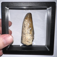 Load image into Gallery viewer, Huge Supercroc Tooth Sarcosuchus Imperator 2.29 Inches!
