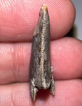 Load image into Gallery viewer, Rare Huge Majungasaurus Fossil Tooth Giant Abelisaur 1.06 Inches!

