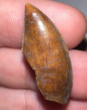 Load image into Gallery viewer, Rare Huge Majungasaurus Fossil Tooth Giant Abelisaur 1.08 Inches!
