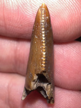 Load image into Gallery viewer, Rare Huge Majungasaurus Fossil Tooth Giant Abelisaur 1.08 Inches!
