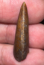 Load image into Gallery viewer, Rare Huge Majungasaurus Fossil Tooth Giant Abelisaur 1.08 Inches!
