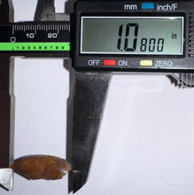Load image into Gallery viewer, Rare Huge Majungasaurus Fossil Tooth Giant Abelisaur 1.08 Inches!
