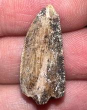 Load image into Gallery viewer, Rare Huge Majungasaurus Fossil Premax Tooth Giant Abelisaur .98 Inches!
