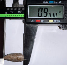 Load image into Gallery viewer, Rare Huge Majungasaurus Fossil Premax Tooth Giant Abelisaur .98 Inches!
