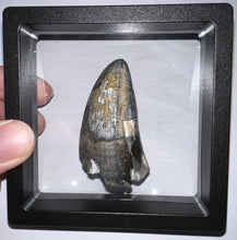 Load image into Gallery viewer, Huge Supercroc Tooth Sarcosuchus Imperator 2.13 Inches!
