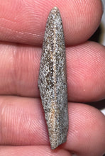 Load image into Gallery viewer, Rare Huge Majungasaurus Fossil Tooth Giant Abelisaur 1.08 Inches!
