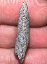 Load image into Gallery viewer, Rare Huge Majungasaurus Fossil Tooth Giant Abelisaur 1.08 Inches!
