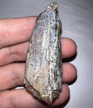 Load image into Gallery viewer, HUGE Supercroc Tooth Sarcosuchus Imperator 2.35 Inches!
