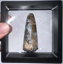 Load image into Gallery viewer, HUGE Supercroc Tooth Sarcosuchus Imperator 2.35 Inches!
