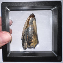 Load image into Gallery viewer, HUGE Supercroc Tooth Sarcosuchus Imperator 2.29 Inches!
