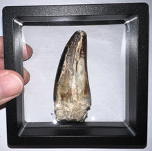 Load image into Gallery viewer, Huge Supercroc Tooth Sarcosuchus Imperator 2.1 Inches!
