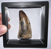 Load image into Gallery viewer, HUGE Supercroc Tooth Sarcosuchus Imperator 2.46 Inches!
